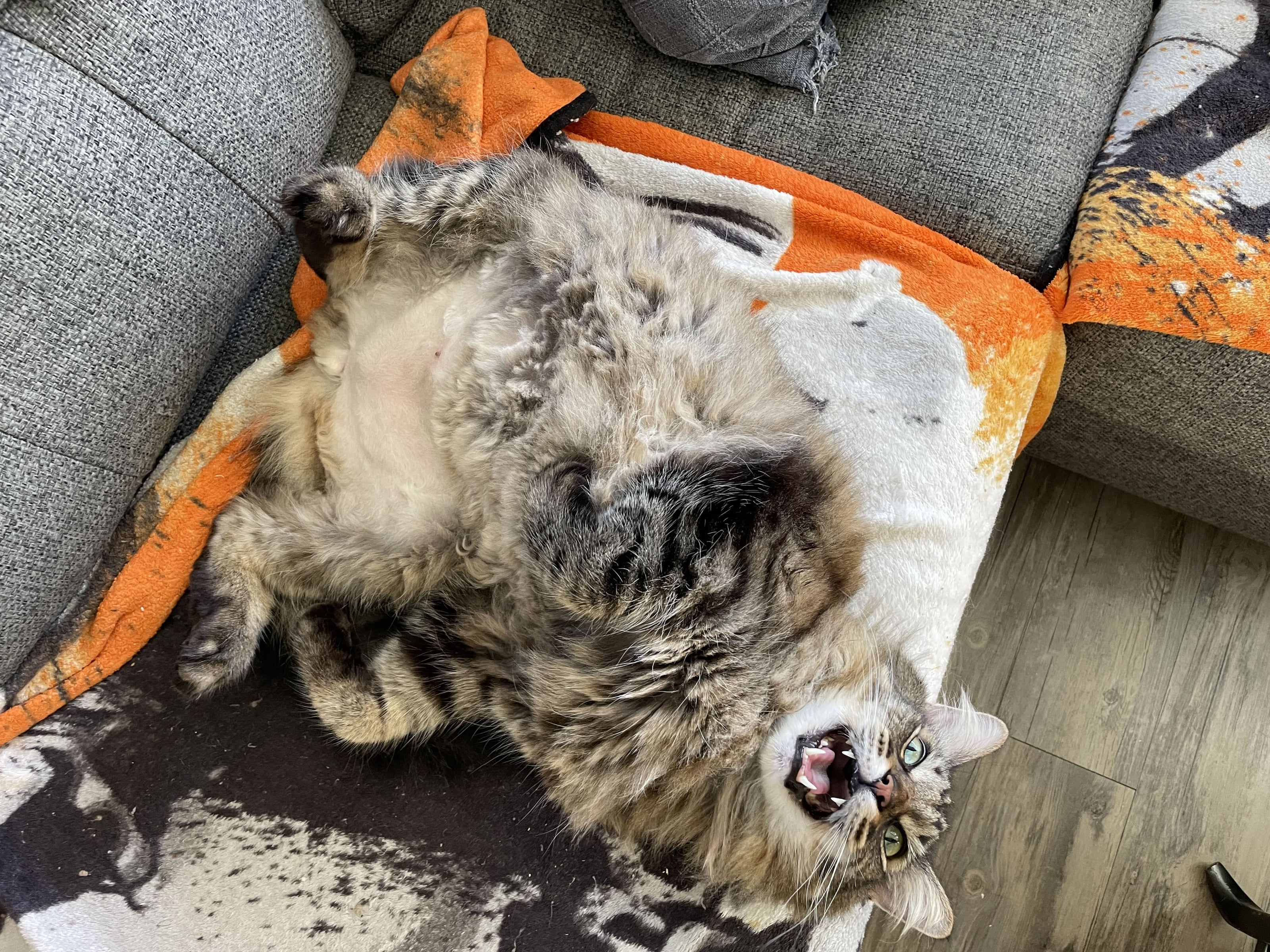 Frankie the cat, RSSD's best employee, furry mancoon, San Diego Home remodeling, Remodeling source of San Diego